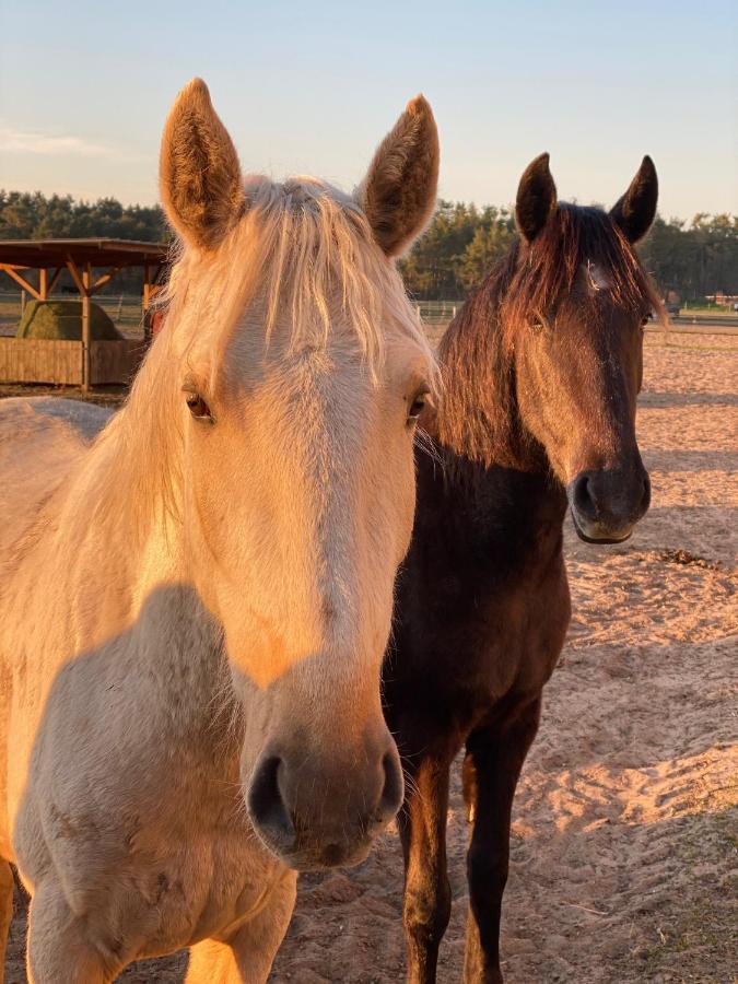Ferienwohnung Auf Pferdehof Dreetz Esterno foto