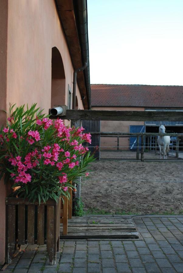 Ferienwohnung Auf Pferdehof Dreetz Esterno foto